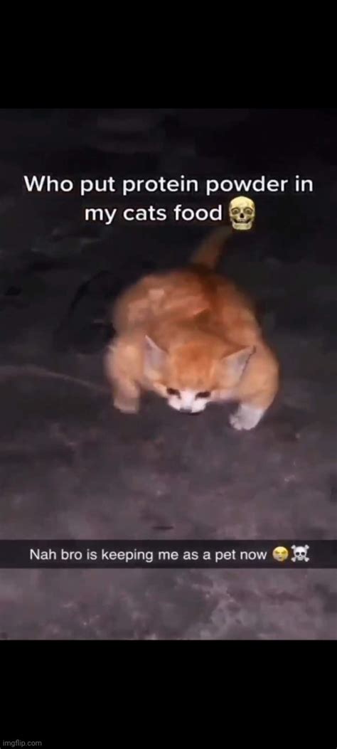 cat protein meme|cat memes tik tok.